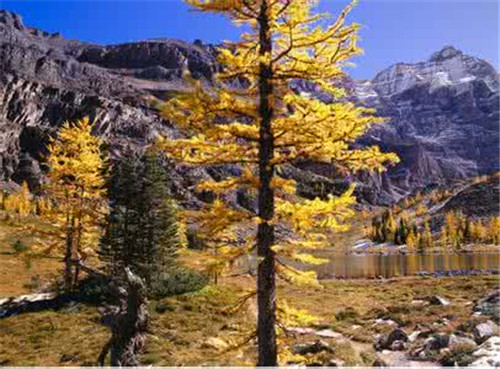 在加拿大伦敦租房合同期满后退房要注意什么?